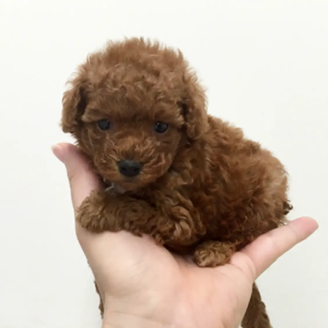 トイ・プードル