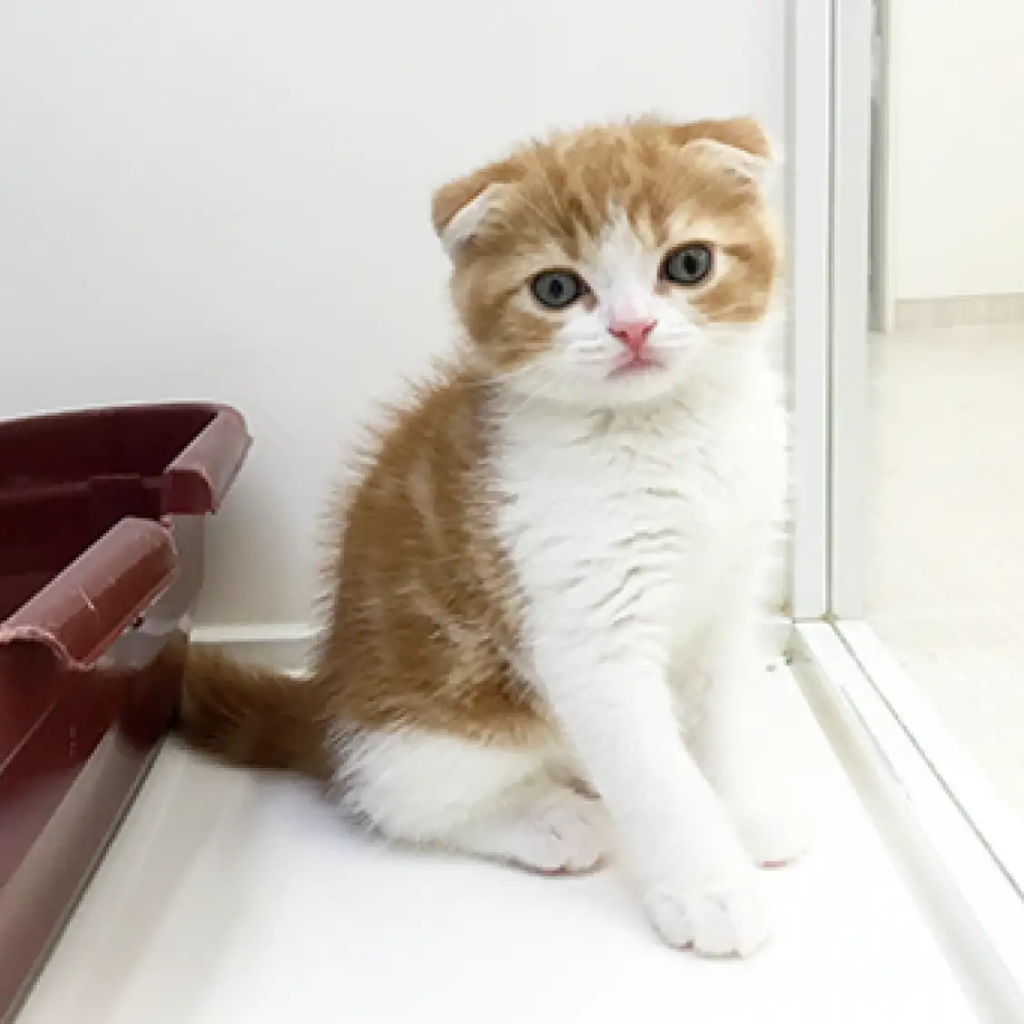 スコティッシュフォールド