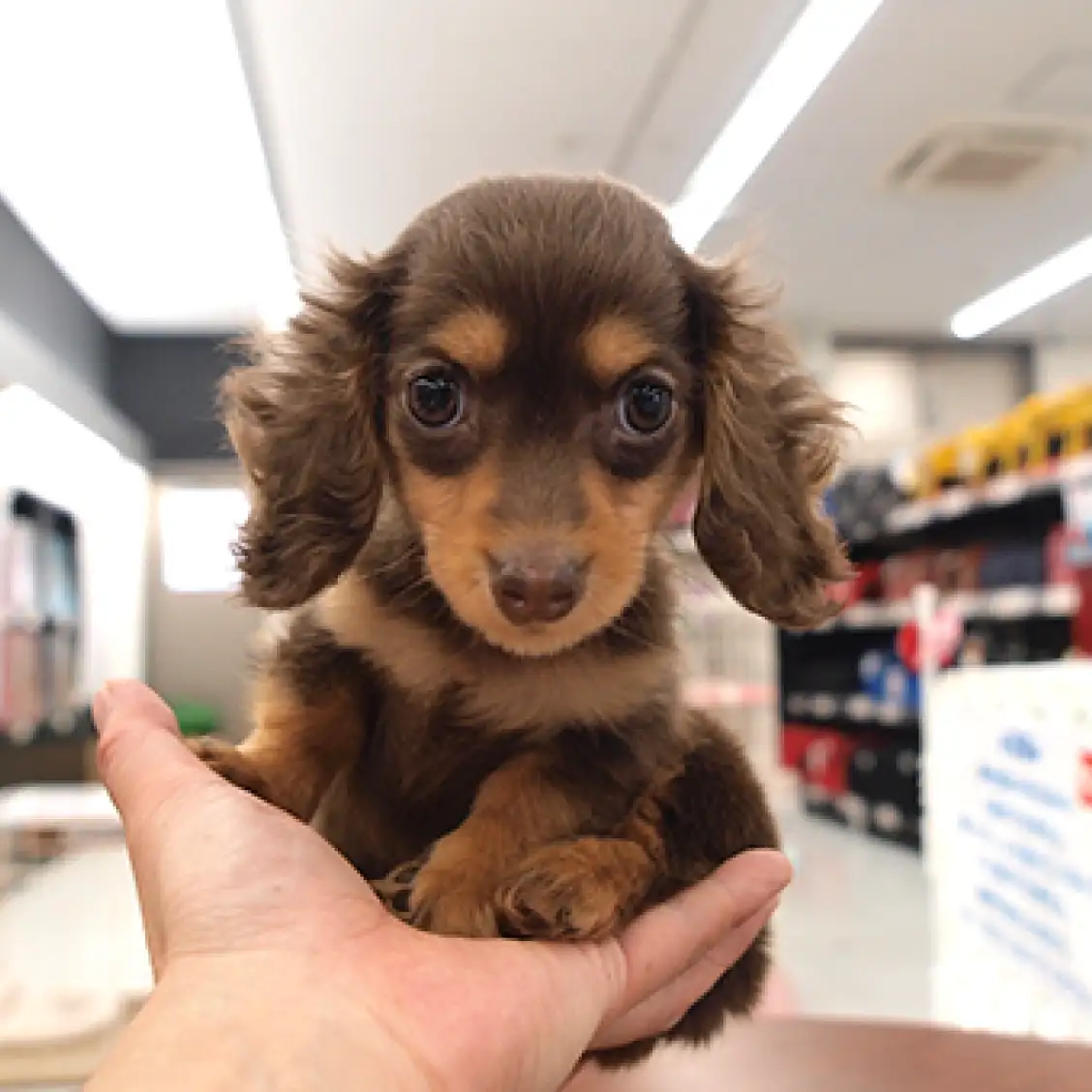 カニンヘン・ダックスフント