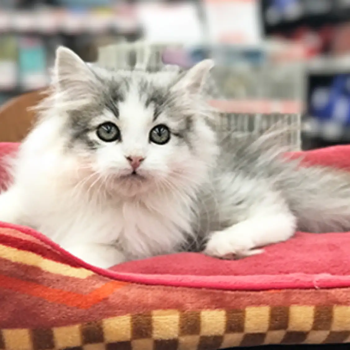 ノルウェージャンフォレストキャット