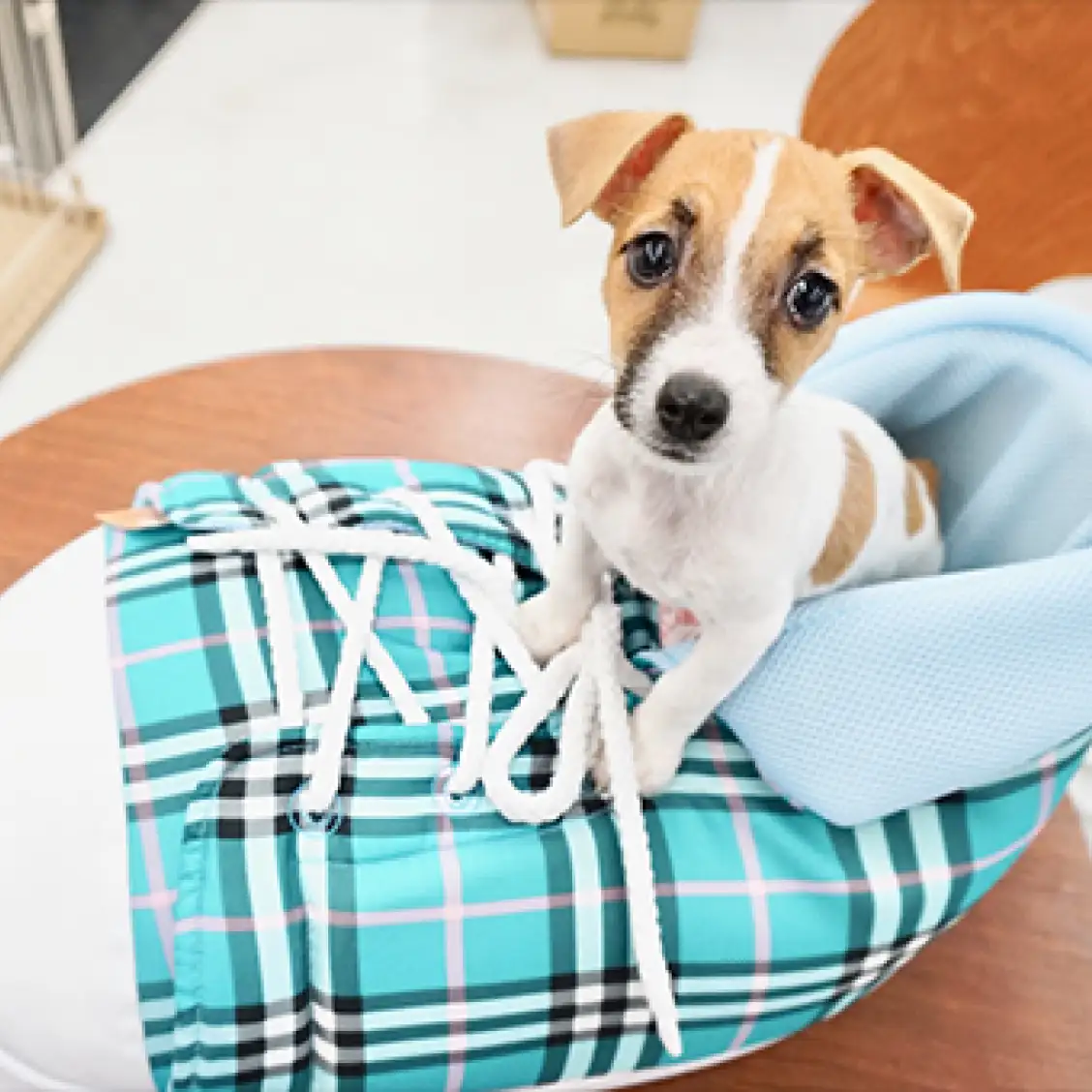 ジャックラッセルテリア