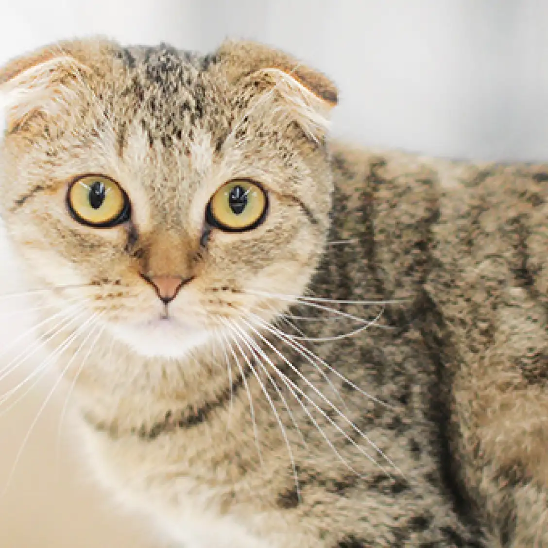 スコティッシュフォールド