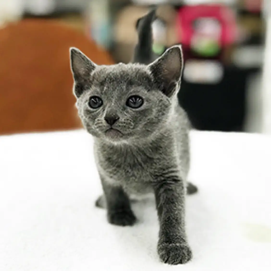 ロシアンブルー