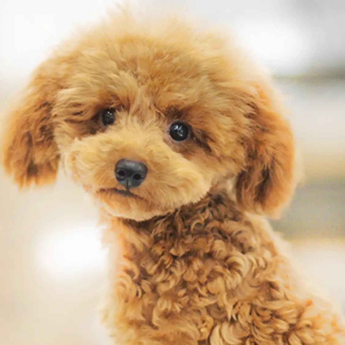 トイ・プードル