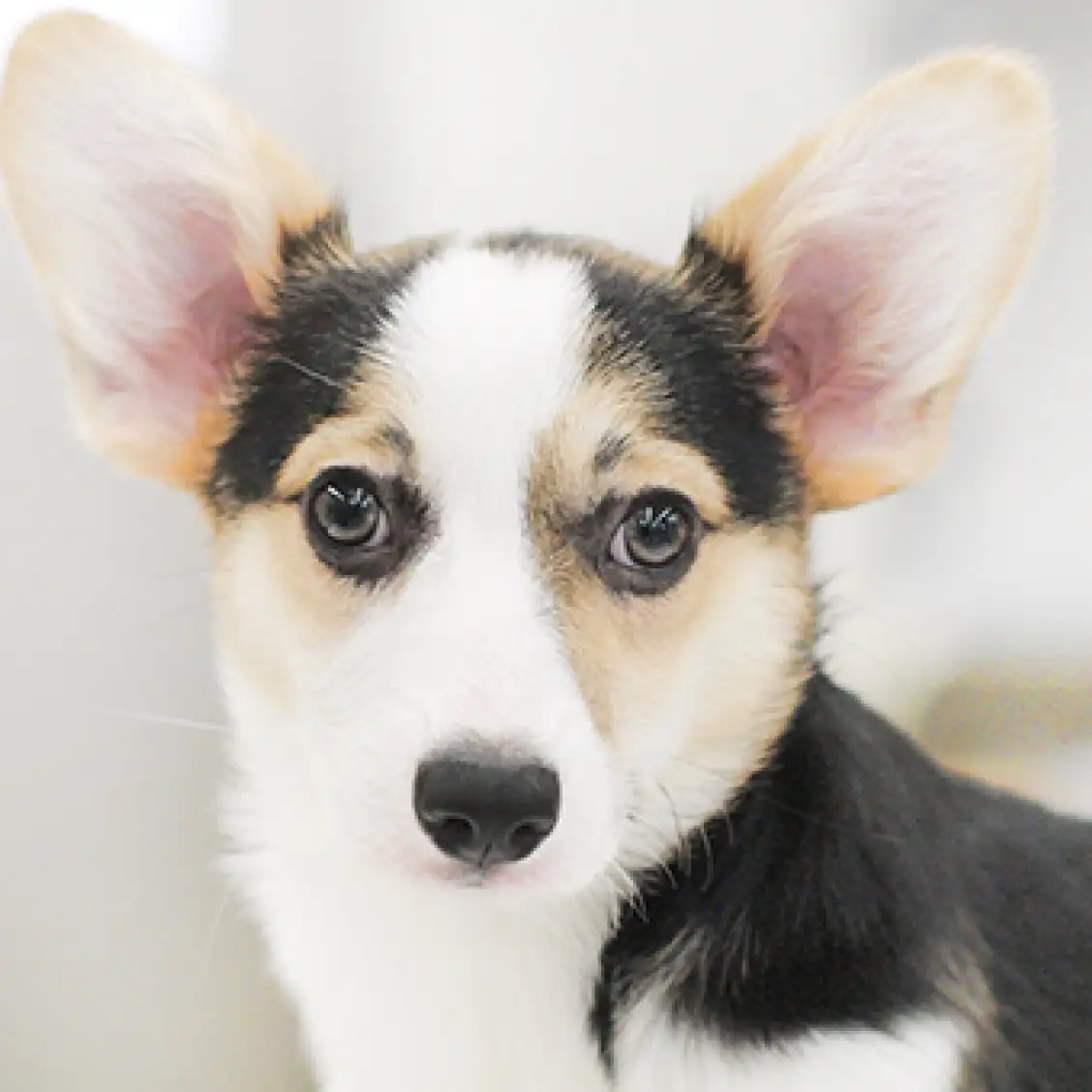 ウェルシュコーギーペンブローク