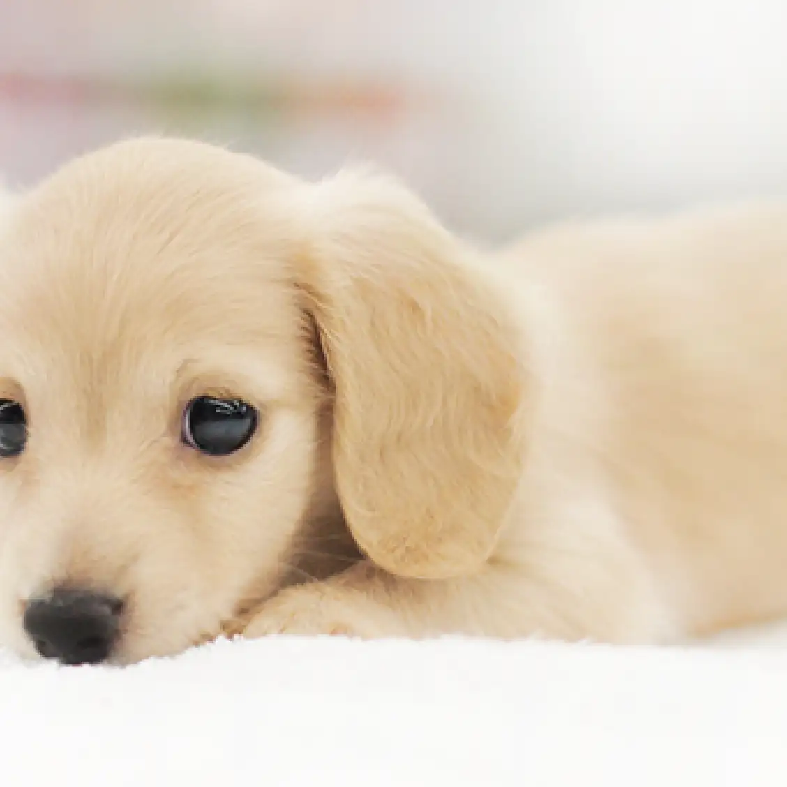 カニンヘン・ダックスフント