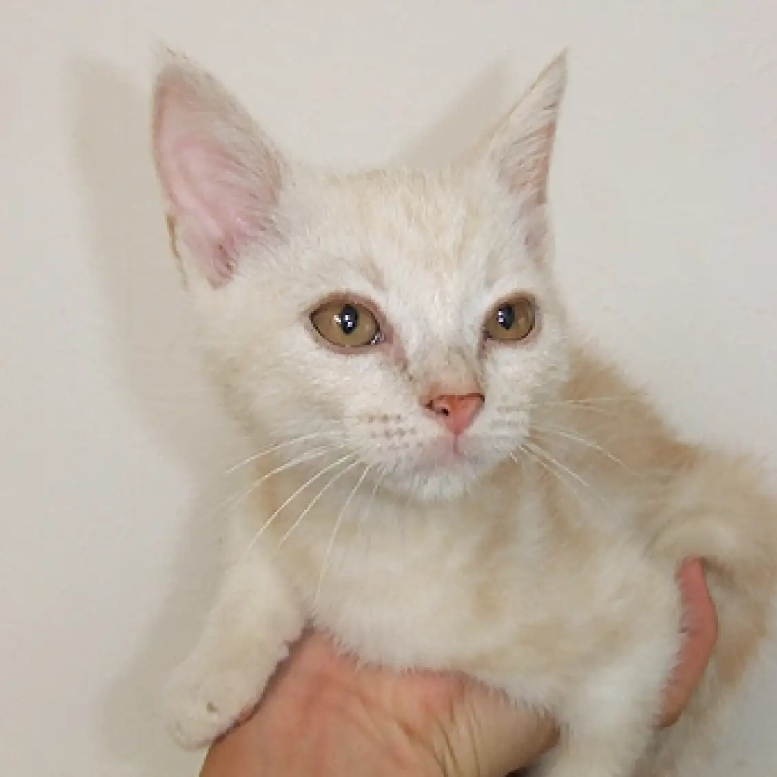 アメリカンショートヘア