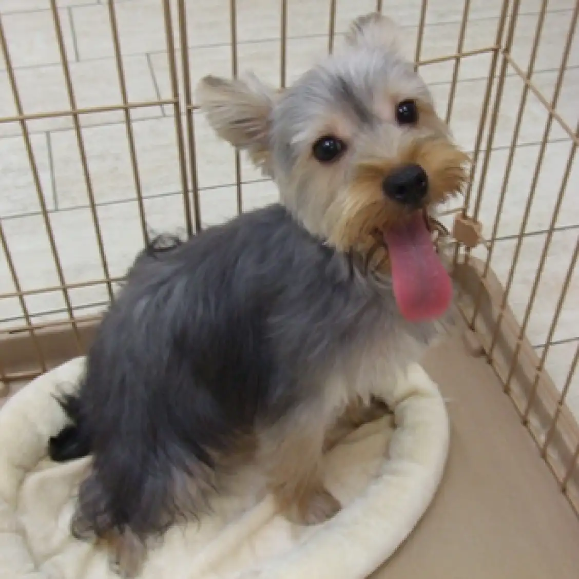 ヨークシャーテリア