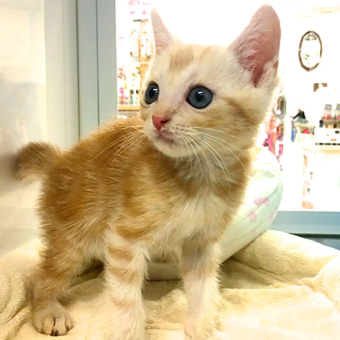 アメリカンショートヘア