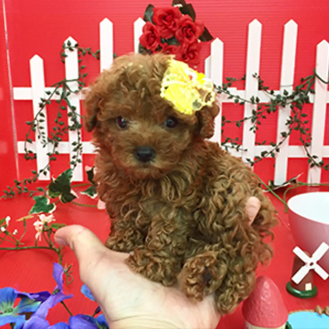 トイ・プードル