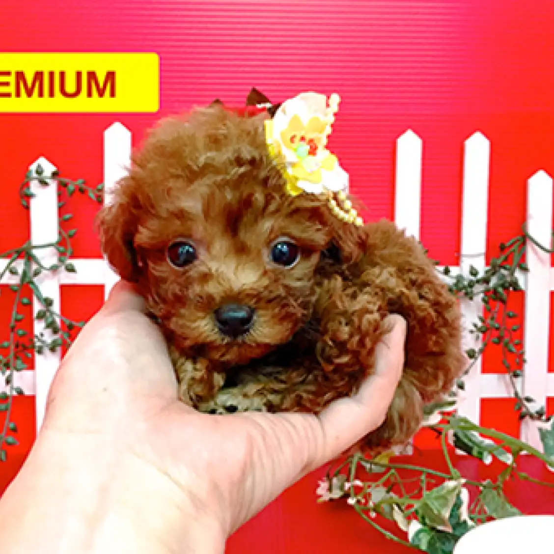 トイ・プードル