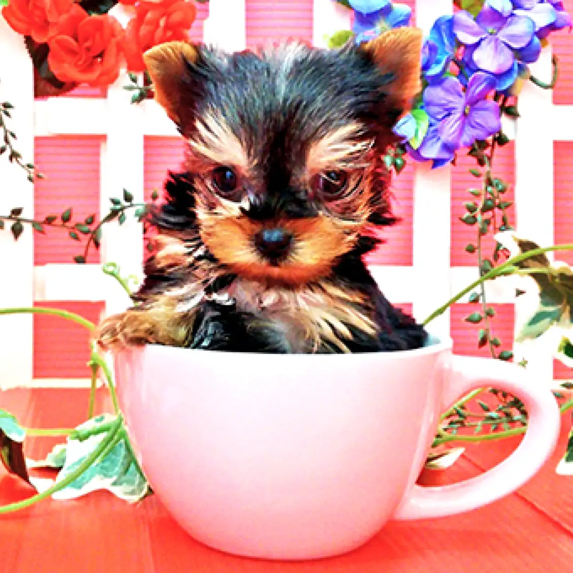 ヨークシャーテリア