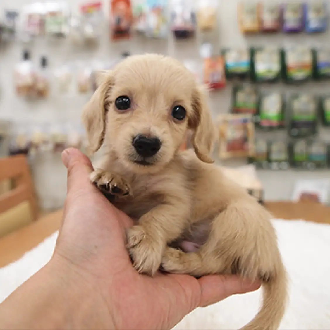 ミニチュア・ダックスフント