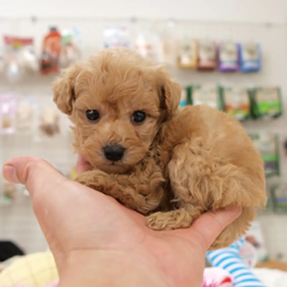 トイ・プードル