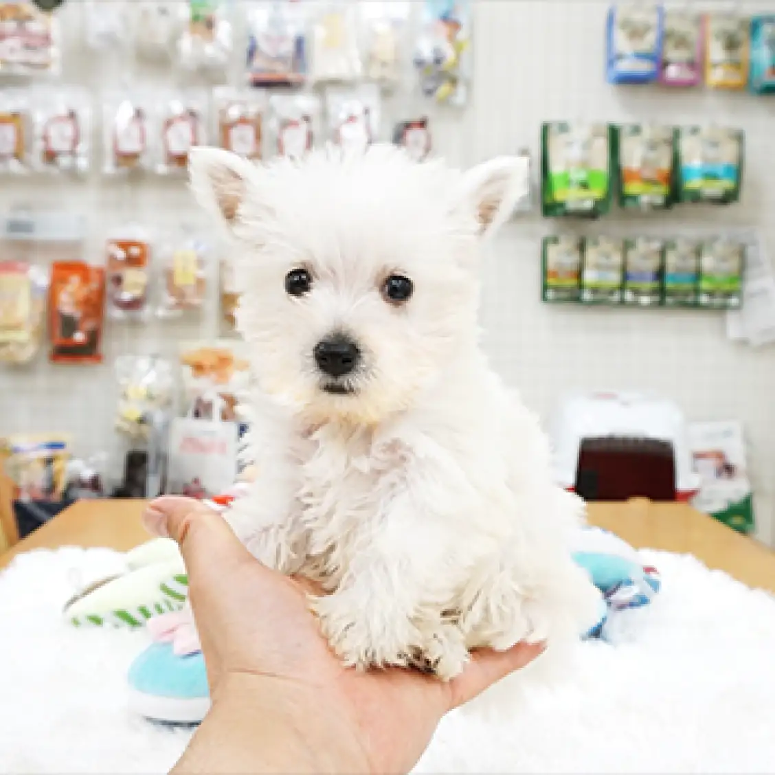 ウェストハイランドホワイトテリア