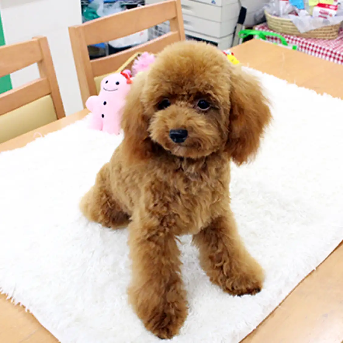 トイ・プードル