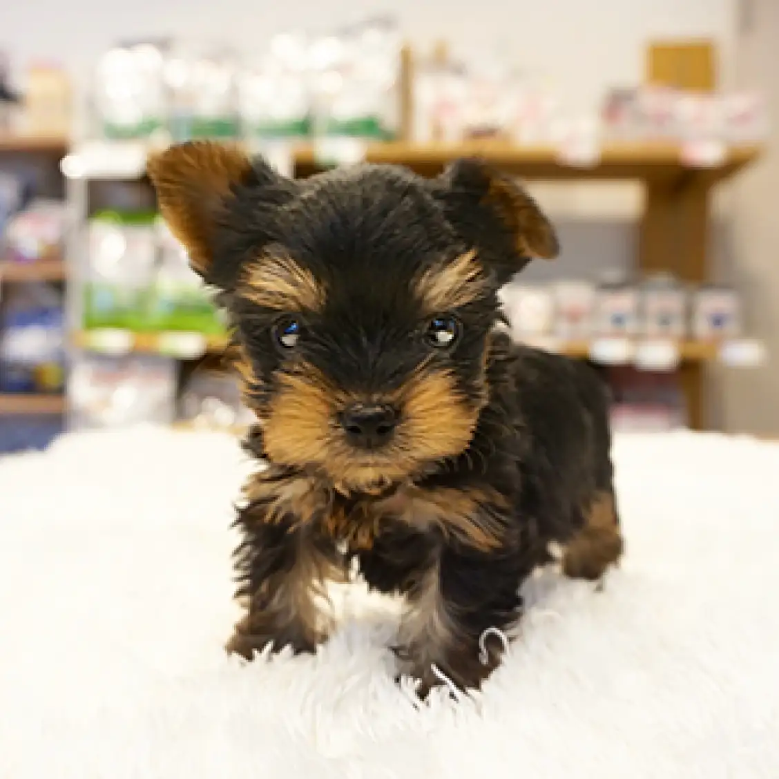 ヨークシャーテリア