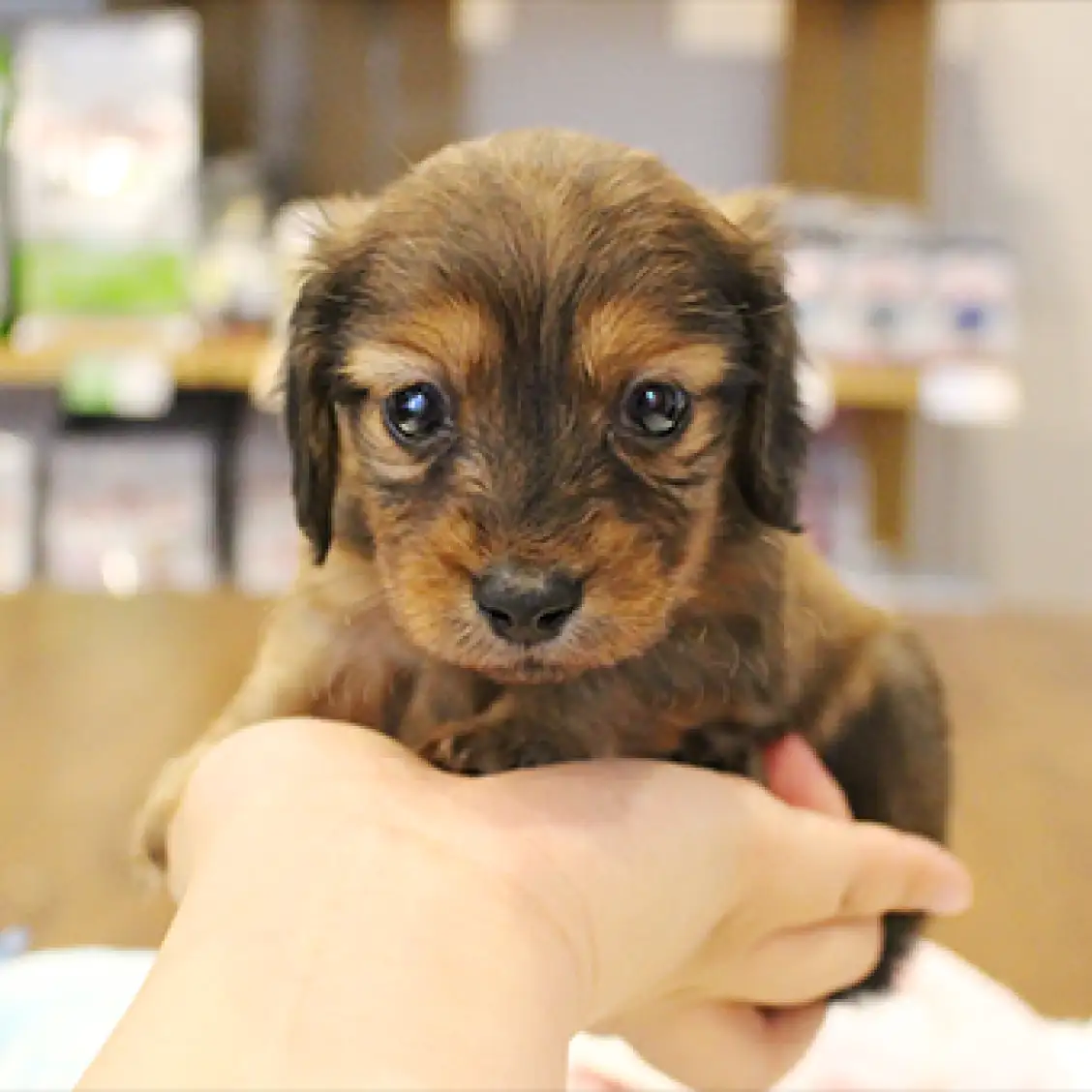 ミニチュア・ダックスフント