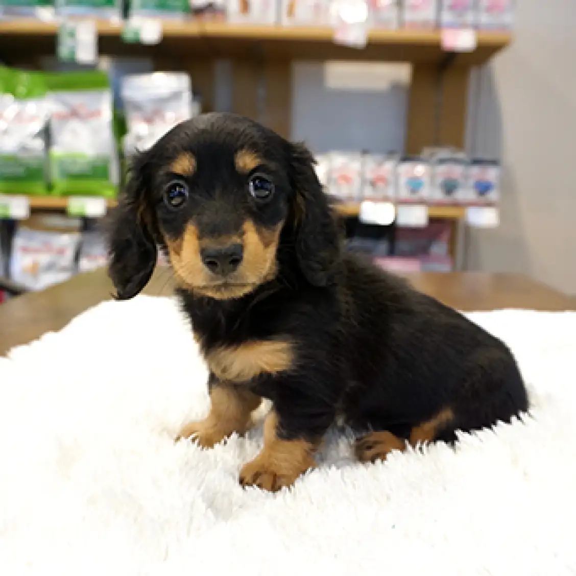 ミニチュア・ダックスフント