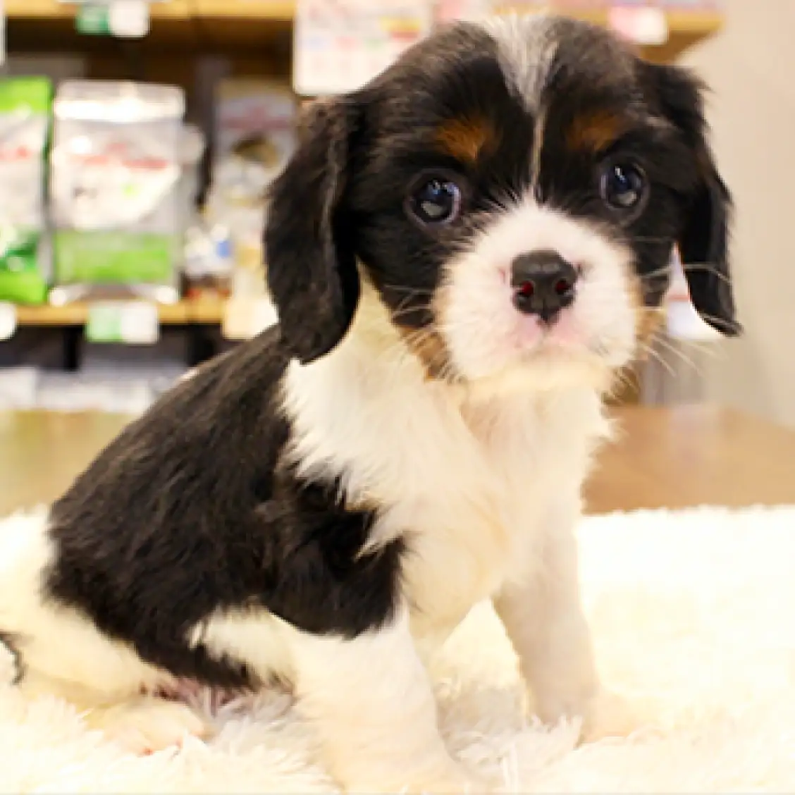 キャバリア・キングチャールズ・スパニエル