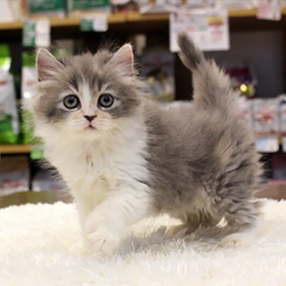 スコティッシュフォールド