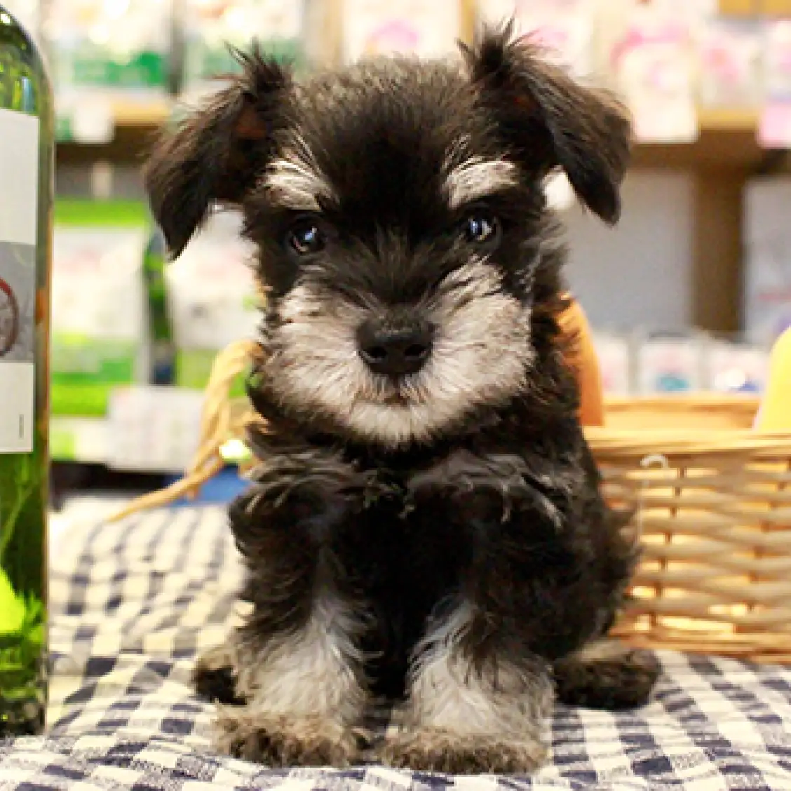 ミニチュア・シュナウザー