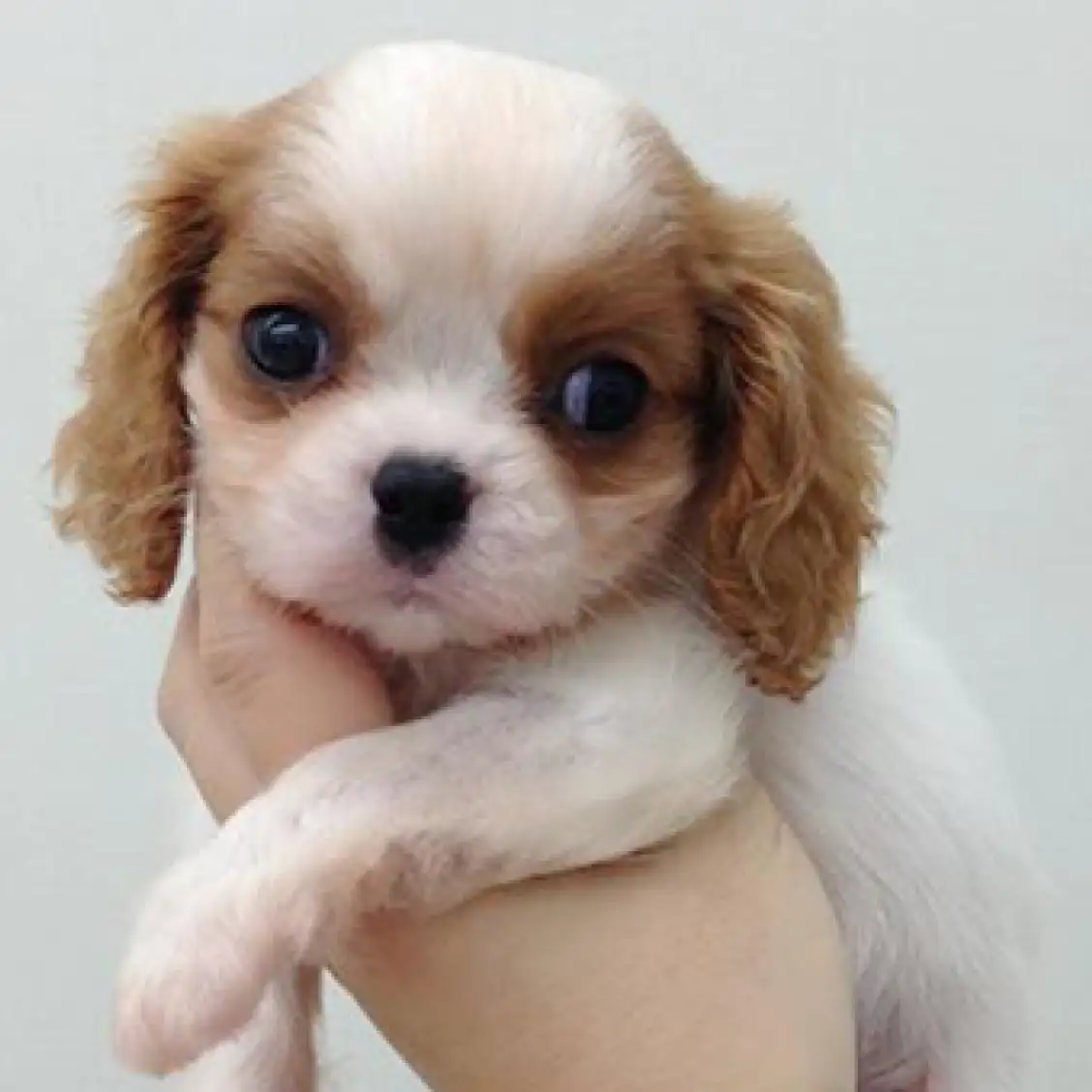 キャバリア・キングチャールズ・スパニエル