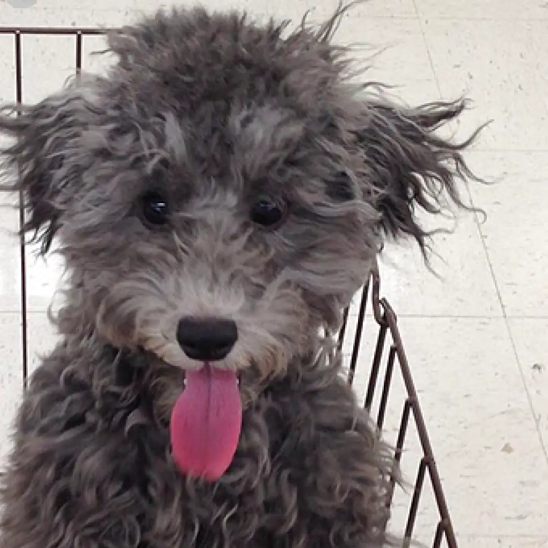 トイ・プードル