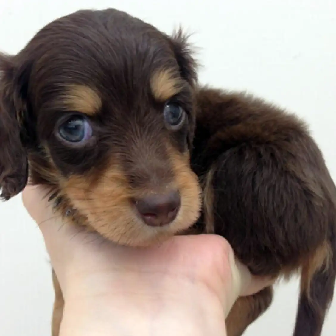 ミニチュア・ダックスフント