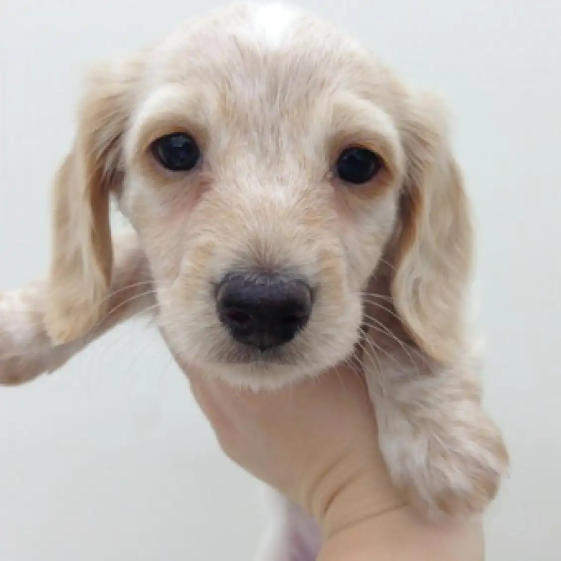 ミニチュア・ダックスフント