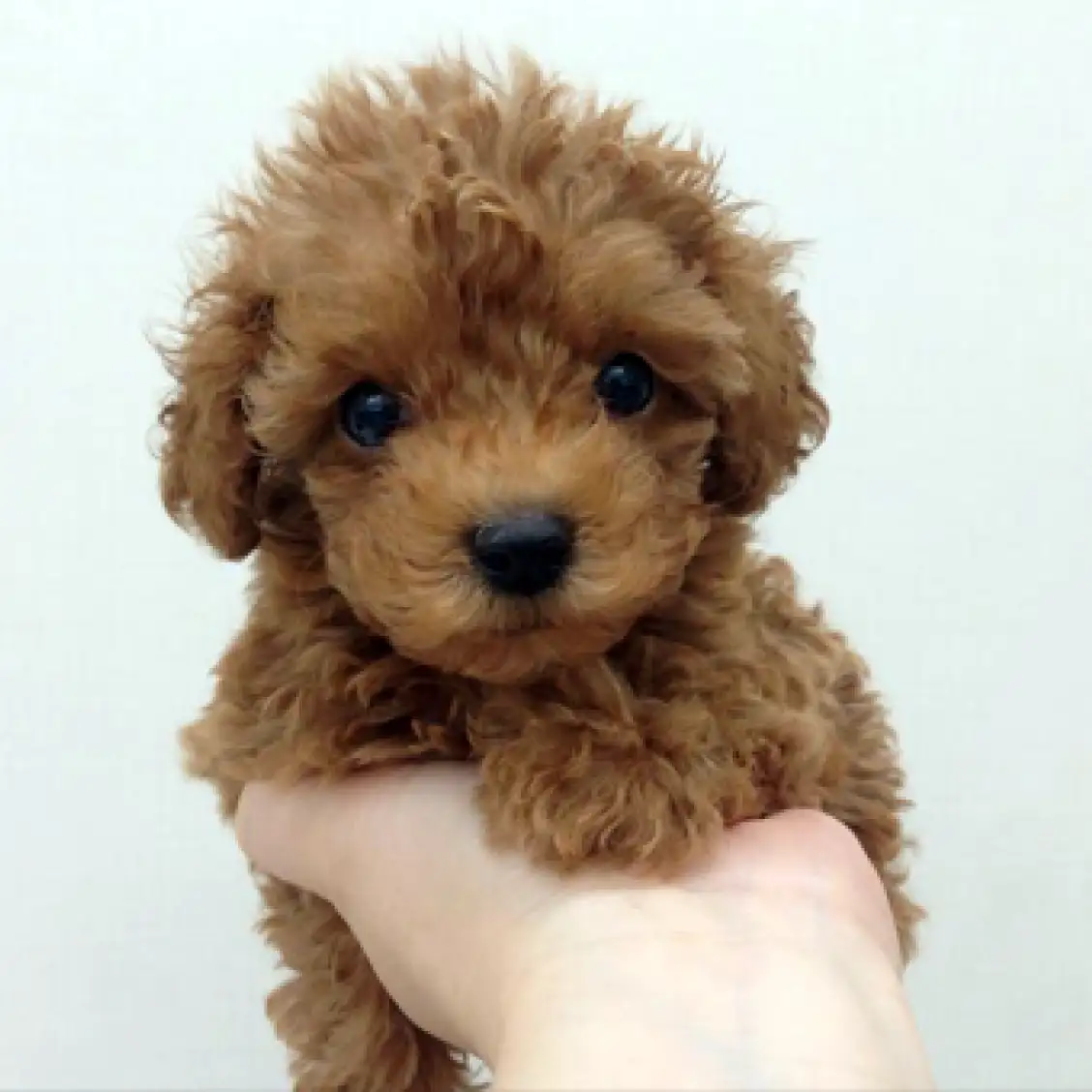 トイ・プードル