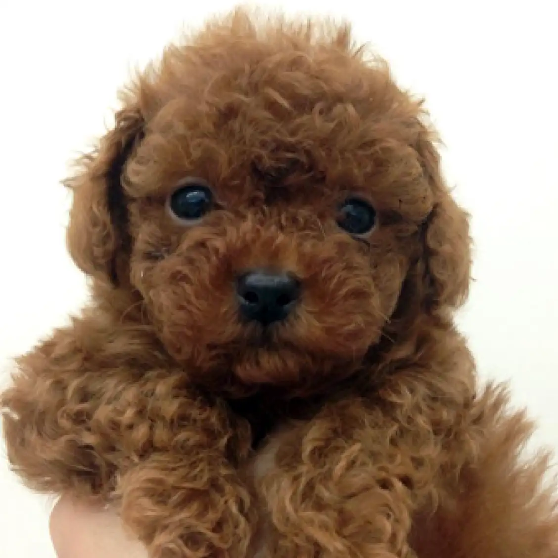 トイ・プードル