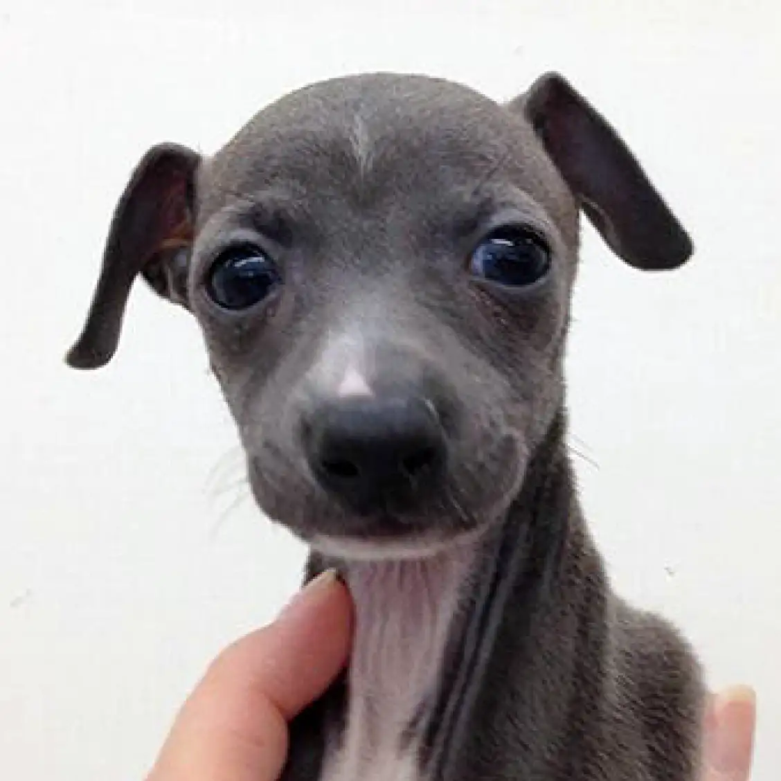 イタリアングレーハウンド