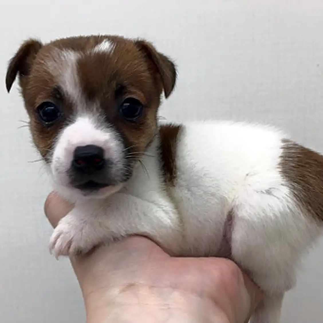 ジャックラッセルテリア