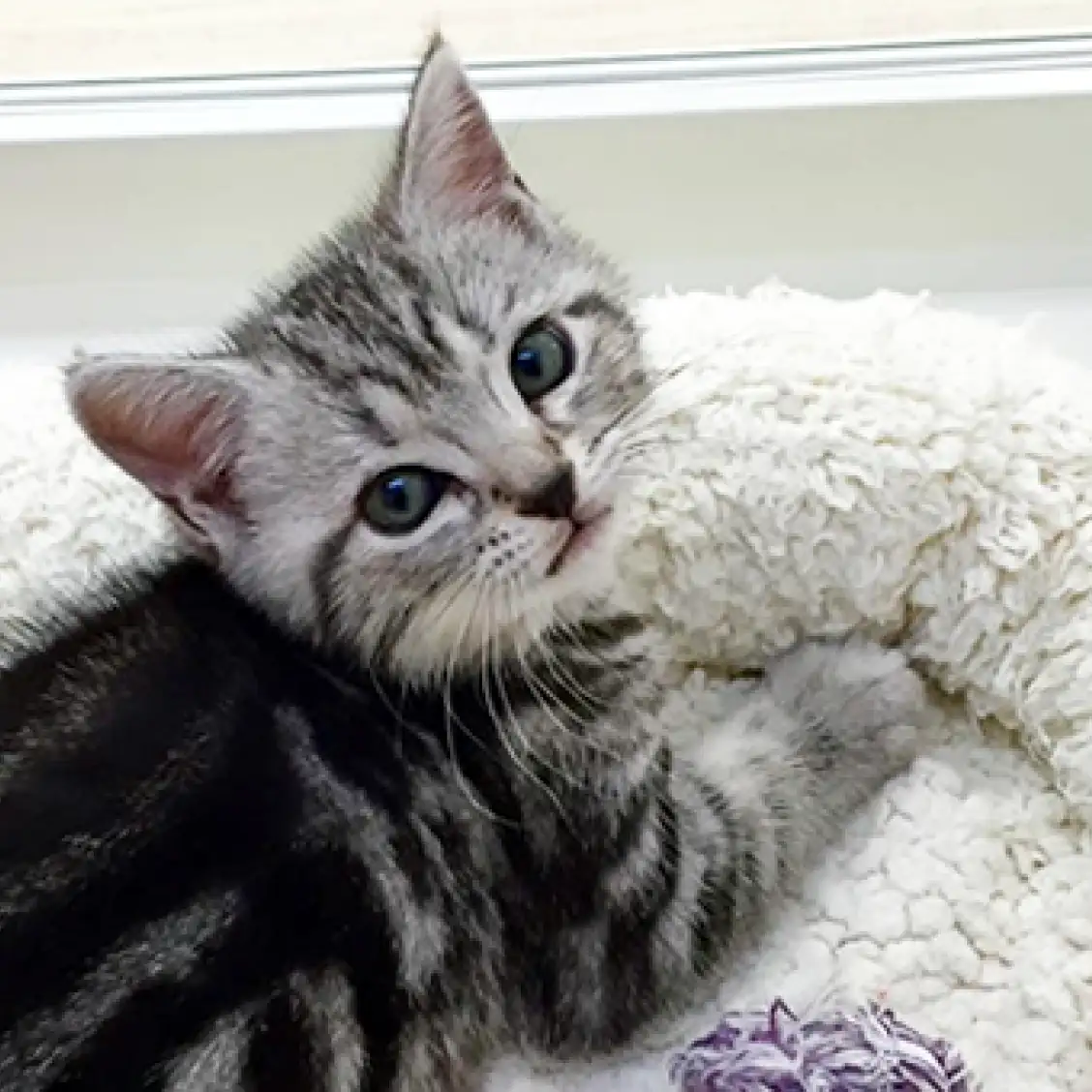 アメリカンショートヘア