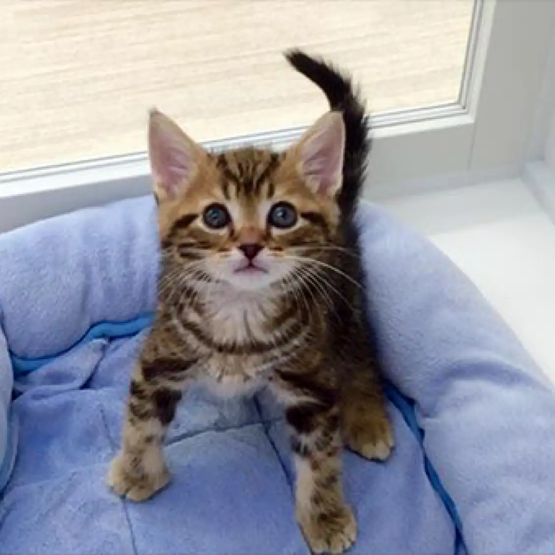 アメリカンショートヘア