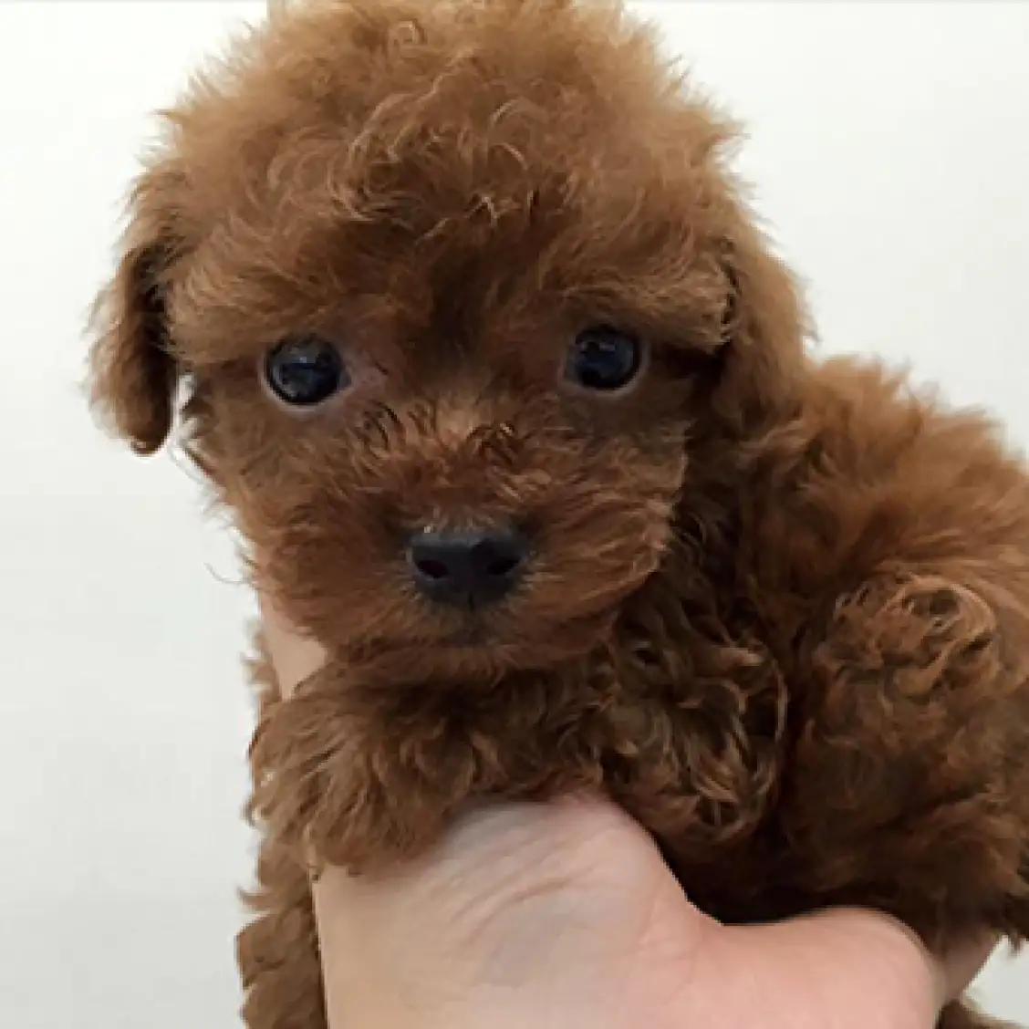 トイ・プードル