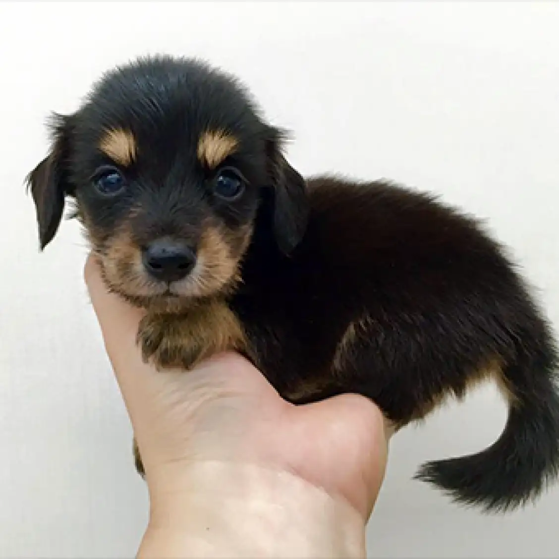 カニンヘン・ダックスフント