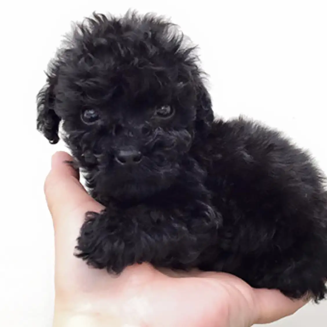 トイ・プードル