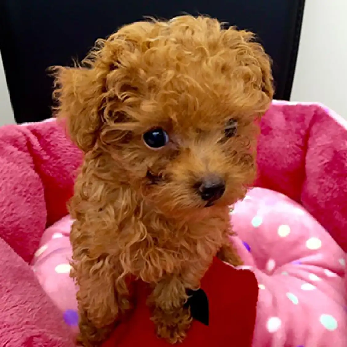 トイ・プードル