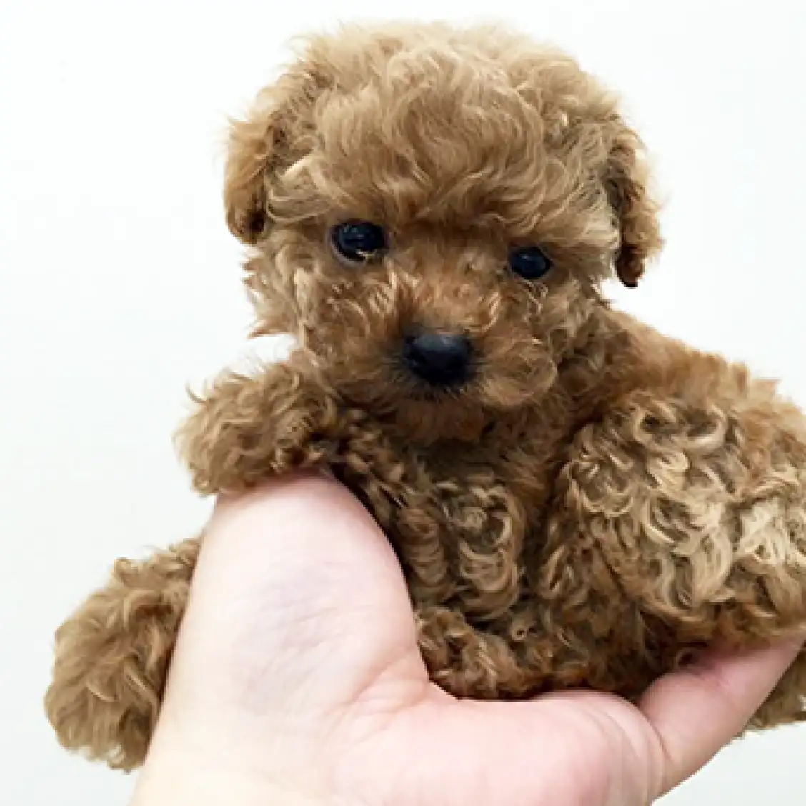 トイ・プードル