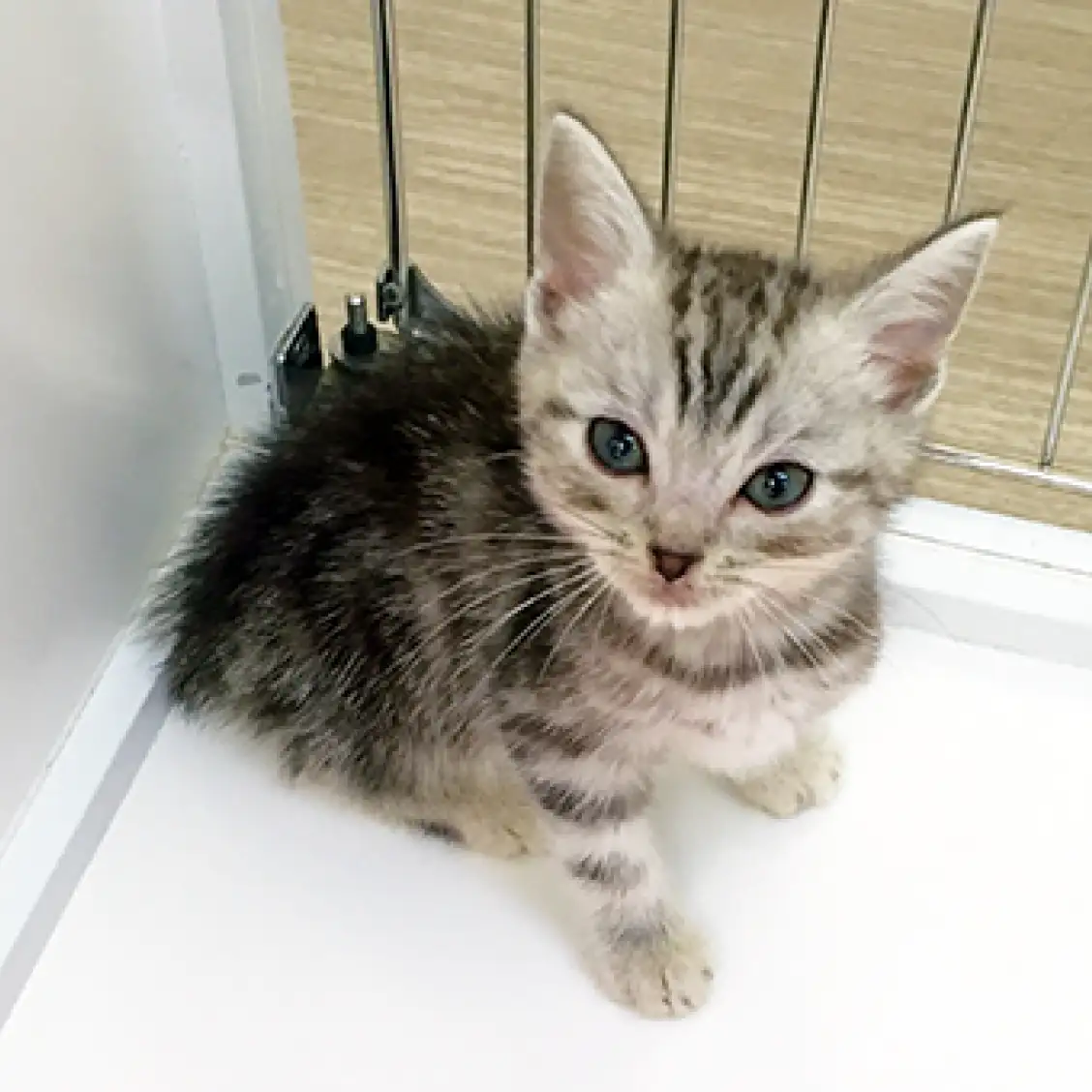 アメリカンショートヘア