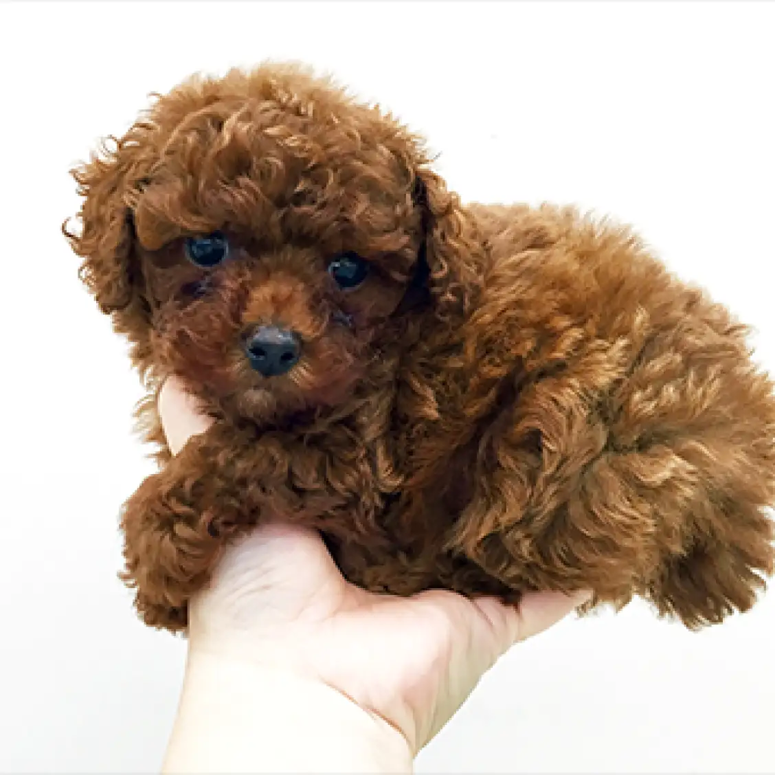 トイ・プードル