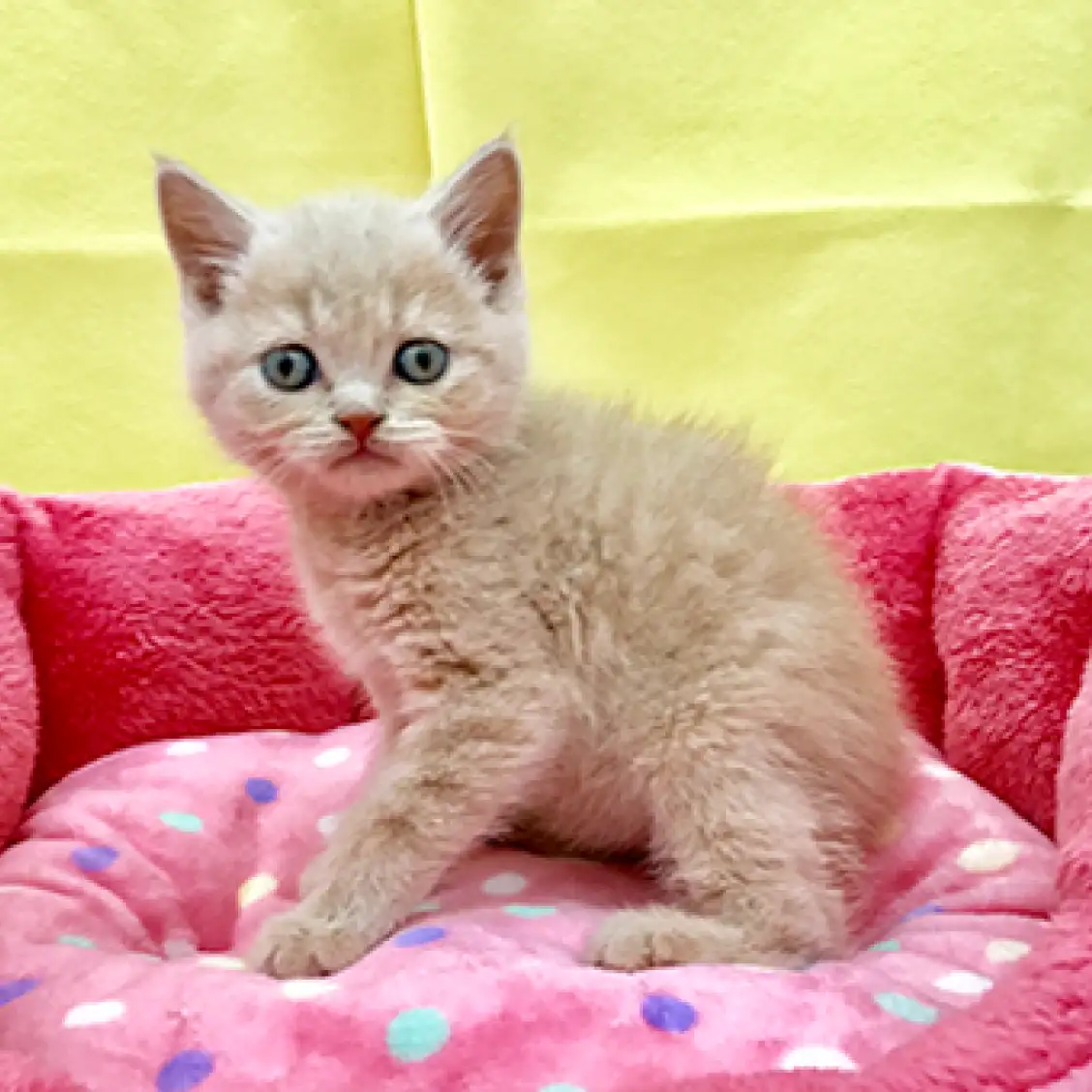 ブリティッシュショートヘア