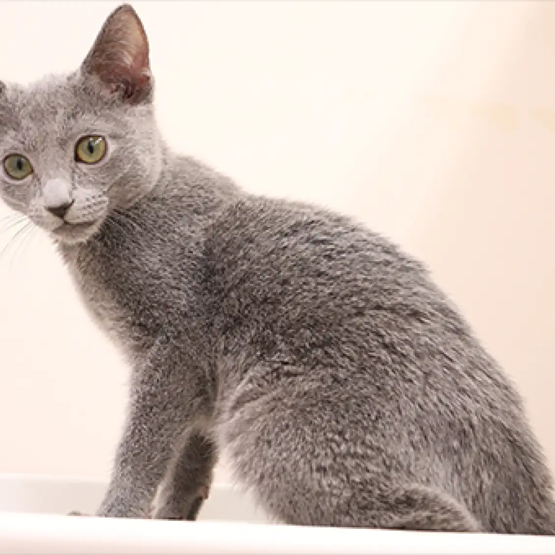 ロシアンブルー