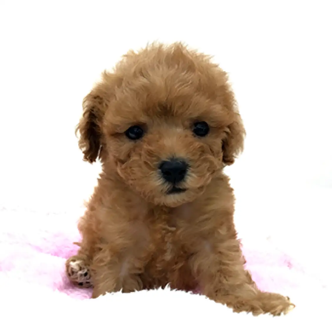 トイ・プードル