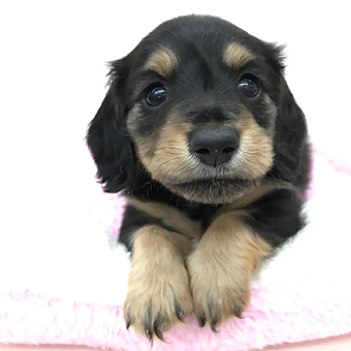 ミニチュア・ダックスフント