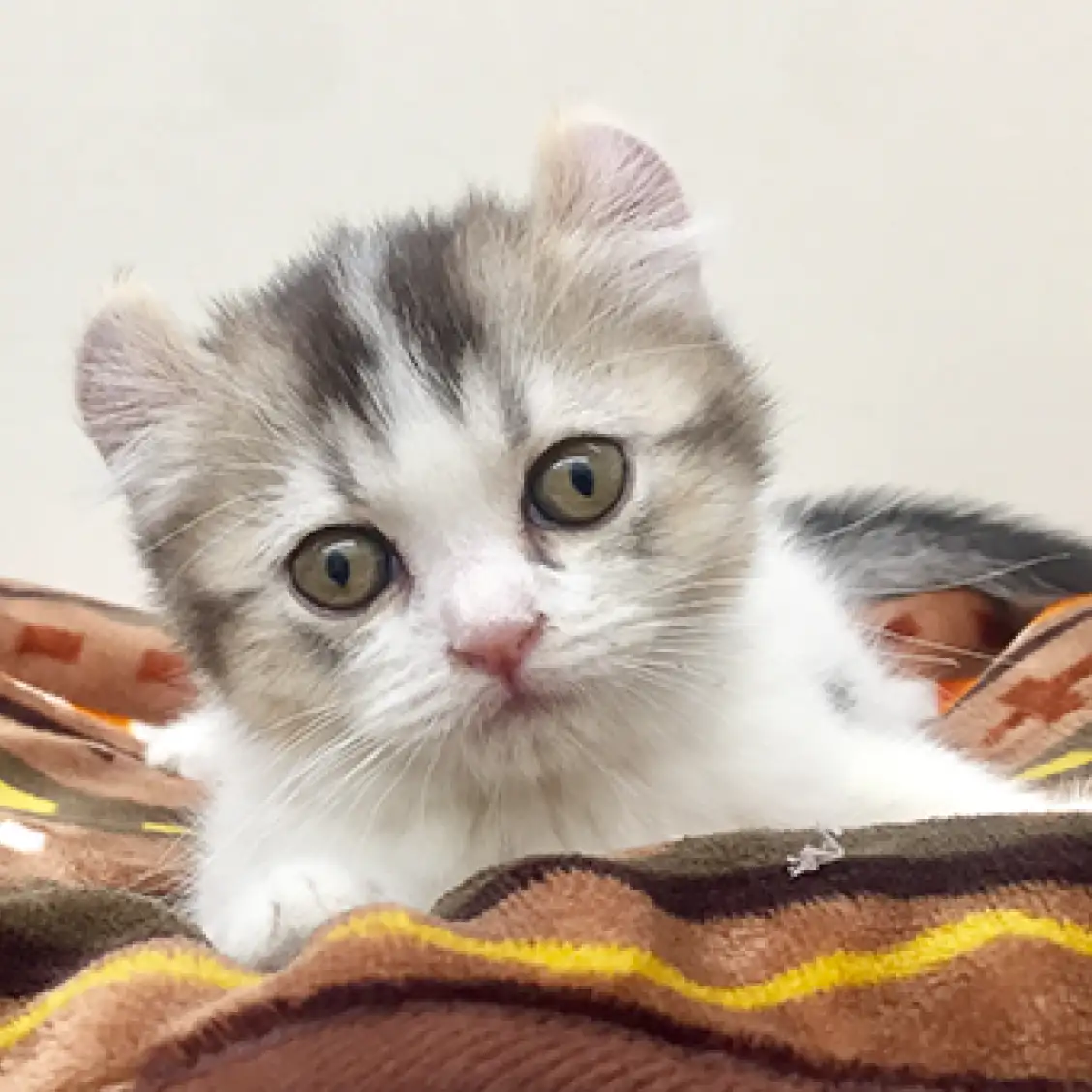 アメリカンカール