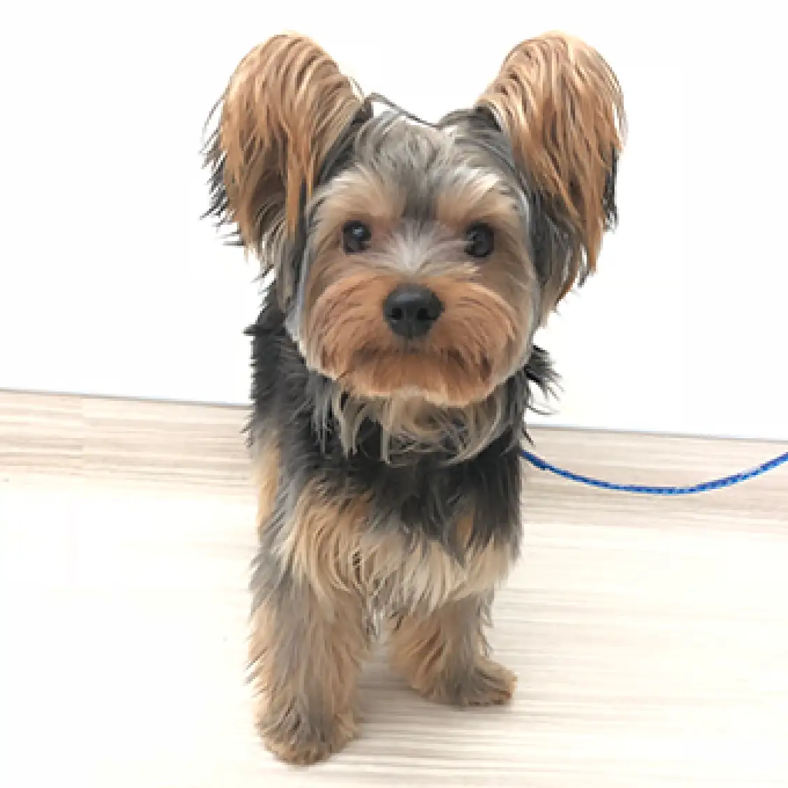 ヨークシャーテリア