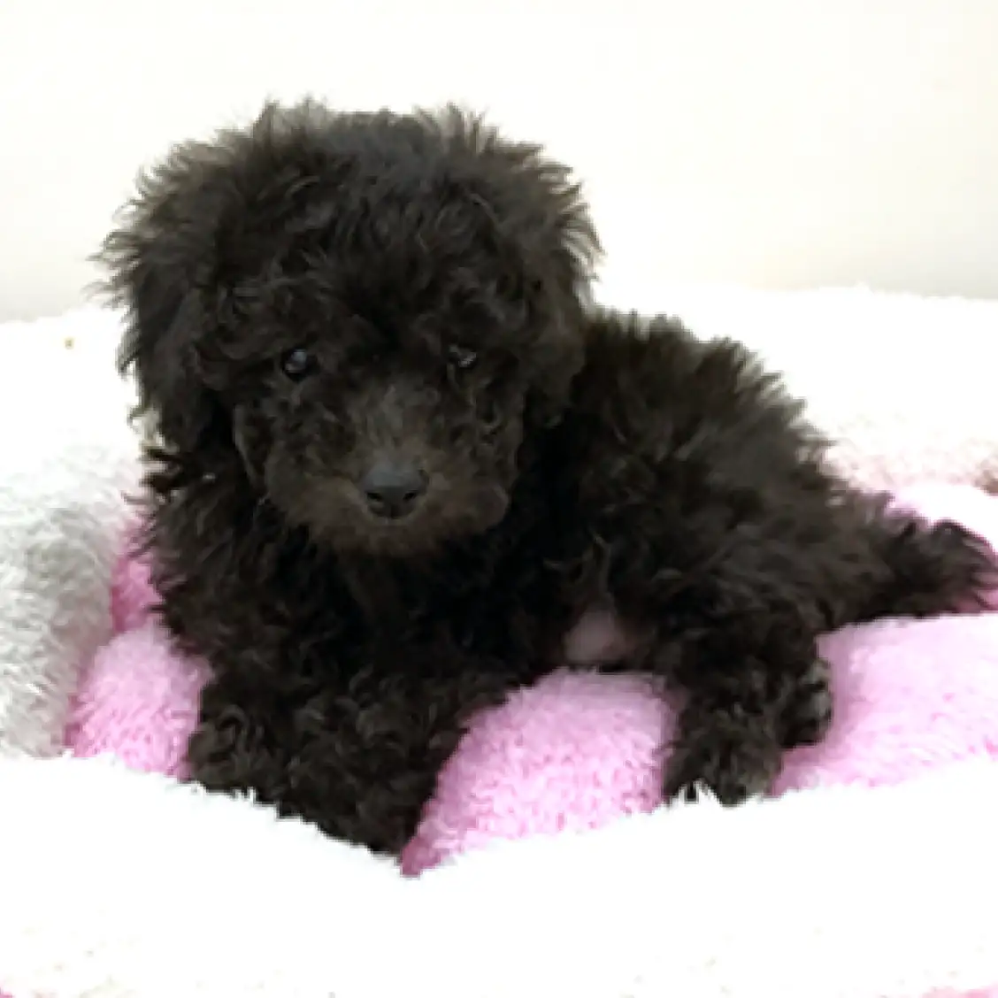 トイ・プードル